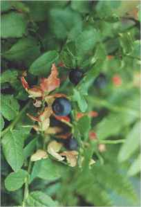 bilberries.jpg (7692 bytes)