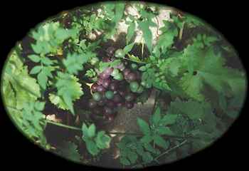 blackHamburghGrapes.jpg (9943 bytes)