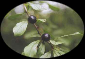 blackthorn.jpg (6530 bytes)