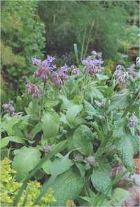 borage.jpg (10135 bytes)