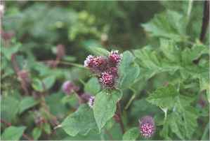 burdock.jpg (7351 bytes)