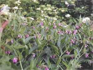 comfrey.jpg (12342 bytes)