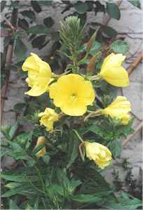 eveningPrimrose.jpg (9517 bytes)