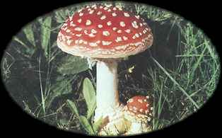 flyAgaric.jpg (9435 bytes)