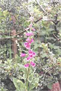 foxglove1.jpg (11986 bytes)