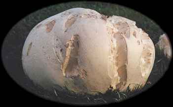 giantPuffball.jpg (6725 bytes)