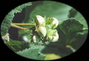 hazelNuts.jpg (7906 bytes)