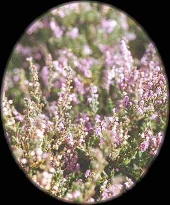 heather.jpg (19164 bytes)