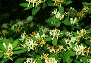 honeysuckle.jpg (12938 bytes)