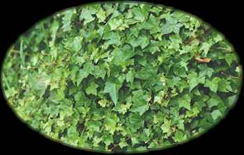 ivy.jpg (12827 bytes)