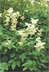 meadowsweet.jpg (11831 bytes)