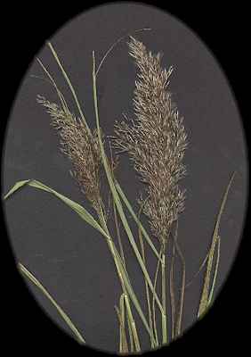 reed.jpg (10604 bytes)