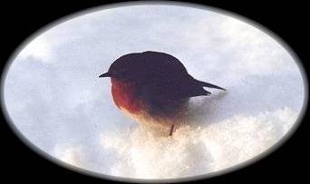 robin.jpg (8053 bytes)