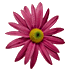 springFlower2.gif (3526 bytes)