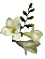 springFlower3.gif (2849 bytes)