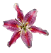 springFlower5.gif (3146 bytes)