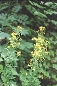 stJohnsWort.jpg (10409 bytes)