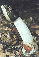 stinkhorn.jpg (6937 bytes)